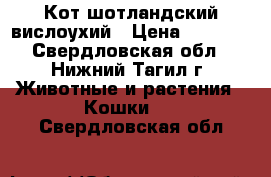 Кот шотландский вислоухий › Цена ­ 3 000 - Свердловская обл., Нижний Тагил г. Животные и растения » Кошки   . Свердловская обл.